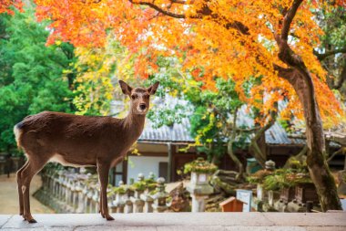 Portrait of deer at Kasuga Taisha Shrine with autumn foliage color at Kasuga Taisha Shrine, Nara, Japan. Famous travel destination for sightseeing Kansai to see deer at peak fall in December.