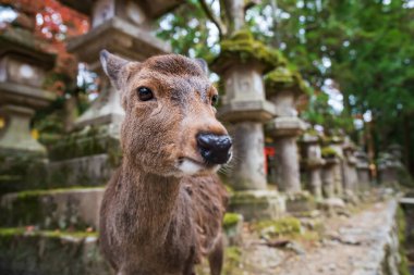 Japonya 'nın Nara kentinde, sonbaharda Kasuga Taisha Tapınağı' nın parkında taş fener üzerine şirin bir geyik. Aralık 'ın en yüksek mevsiminde geyik görmek için Kansai' de turne yapılan ünlü bir tatil beldesi.