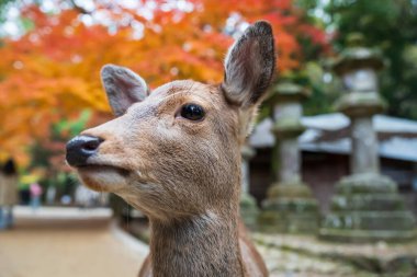 Japonya, Nara 'daki Kasuga Taisha Tapınağı' nda geyik yüzünün renkli sonbahar yaprağıyla yakın plan portresi. Aralık 'ın en yüksek mevsiminde geyik görmek için Kansai' de turne yapılan ünlü bir tatil beldesi..