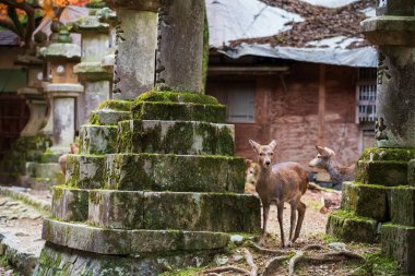 Japonya 'nın Nara kentinde, sonbaharda Kasuga Taisha Tapınağı' nın parkındaki taş fenerde küçük bir geyik. Aralık 'ın en yüksek mevsiminde geyik görmek için Kansai' de turne yapılan ünlü bir tatil beldesi.