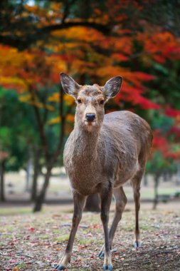 Japon geyiklerinin portresi Japonya 'daki Nara parkındaki renkli sonbahar akçaağaç yapraklı kameraya bakıyor. Kansai 'de turistler için ünlü bir tatil beldesi Aralık ayında geyiklerin düşüşünü görmek için..