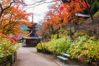 Renkli sonbahar akçaağaç tüneli ve Hasedera tapınağı geçidi, Sakurai, Nara, Japonya. Aralık ayının sonbaharında Kansai 'de turistler için ünlü bir tatil beldesi.