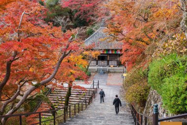 Turistler renkli sonbahar akçaağaç yaprakları tünel, Nara, Japonya ile Hasedera Tapınağı 'nın aşağısında yürüyorlar. Aralık 'ta Kansai' de turist turizminin son durağı.