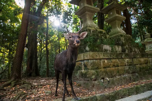 Japonya 'nın Nara Park kentindeki Kasuga Taisha Tapınağı' nda boynuzları taştan fener üstüne güzel geyik. Aralık ayında geyik görmek için Kansai 'de turneye çıkan ünlü bir yer..