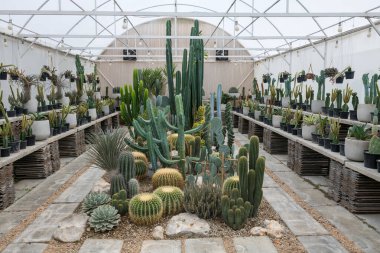 Kaktüslerin çeşitli türlerindeki güzel kaktüsler ve sulu bitkiler serada satılıyor.