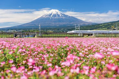 Demiryolundaki Shinkansen JR Mermi Treni Fuji Dağı 'nı ve Fuji şehrindeki Pembe Alp Süt Vadisi çiçek çiftliğini geçiyor. Tokyo 'dan Osaka' ya 2.30 saat içinde ekspres ulaşım.