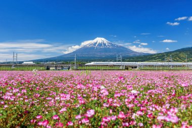 Fuji Dağı 'ndan geçen Shinkansen JR Mermisi treni ve Fuji şehrindeki pembe Alp çiçeği. Tokyo 'dan Osaka' ya ekspres taşıma için saat 2.30 'a kadar ulaşım.