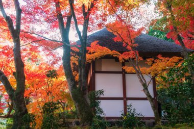 Jojakkoji Tapınağı, Arashiyama, Kyoto, Japonya 'daki sonbahar akçaağaç yapraklı pavyonun yan görüntüsü. Kansai 'nin batı eteklerindeki sonbahar yeşilliklerini görmek için seyahat hedefi.