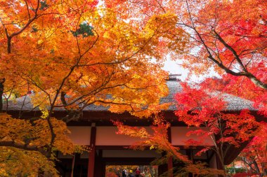 Jojakkoji Tapınağı, Arashiyama, Kyoto, Japonya 'da sonbahar akçaağaç yapraklı giriş kapısı. Kansai 'nin batı eteklerindeki sonbahar yeşilliklerini görmek için seyahat hedefi.