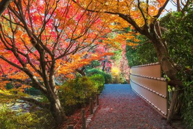 Japonya, Kyoto 'daki Ryoanji Tapınağı' nda göl boyunca uzanan sonbahar yaprak ağacı tüneli. Kinkakuji 'nin Kansai' deki Zen Kaya Güz Bahçesi 'nin ünlü seyahat yeri..