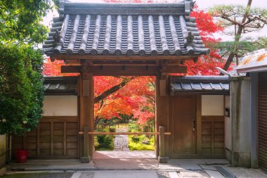 Ryoanji Tapınağı 'nın ahşap kapısı Japonya' nın Kyoto kentindeki ışığa karşı sonbaharda renkli akçaağaç yaprağı bahçesi yolu. Kinkakuji 'nin Kansai' deki Zen Kaya Güz Bahçesi 'nin ünlü seyahat yeri..