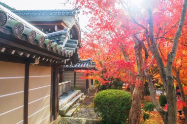 Eikando ya da Eikan-do Zenrinji Tapınağı cephesi renkli sonbahar yeşillik bahçesi, Kyoto, Japonya. Sonbahar mevsiminde Kansai 'yi gezmek için tepe noktasındayız..