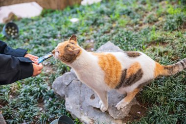 Çinliler Longhua Tapınağı, Şangay, Çin 'deki sevimli sokak kedilerine yiyecek veriyor. Maitreya Buddha 'nın ünlü seyahat yeri, Song hanedanının mimari tasarımı..