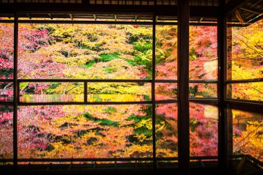 Japonya, Kyoto 'daki Rurikoin Tapınağı' nın ahşap masasına yansıyan bahçe manzaralı sonbahar Japon yeşillikleri. Sonbahar sezonunda Kansai 'yi gezmek için ünlü bir tatil beldesi..