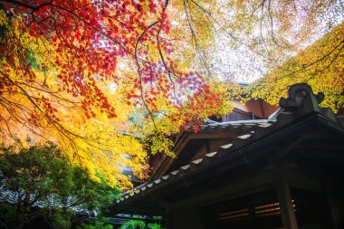 Sonbaharda renkli akçaağaç yaprağıyla Rurikoin Tapınağı, Kyoto, Japonya. Sonbahar yeşillik sezonunda Kansai 'yi gezmek için ünlü bir tatil beldesi..