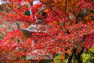 Hasedera Tapınağı, Sakurai, Nara, Japonya 'nın taş fener direğinden kırmızı akçaağaç yaprağı. Aralık 'ta Kansai' de turist turizminin son durağı.