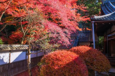 Sonbaharda Bishamondo Tapınağı bahçesinde kırmızı akçaağaç yaprağı renkleri, Kyoto, Japonya. Aralık ayında Kansai 'de turistler için ünlü bir tatil beldesi..