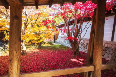 Japonya, Kyoto 'daki Tofuku-ji Tapınağı' nın Tsutenkyo koridorunda kırmızı ve sarı akçaağaç yaprakları ve düşen halı. Sonbahar sezonunda Kansai 'yi gezmek için ünlü bir seyahat yeri..