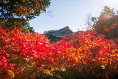 Sonbaharda Japonya 'nın Kyoto kentinde tofukuji tapınağındaki Tsutenkyo köprüsü ile güneş ışığına karşı hareketli akçaağaç yaprağı. Sonbahar sezonunda Kansai 'yi gezmek için ünlü bir tatil beldesi..