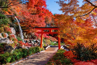 Japonya 'daki Minoh, Osaka' daki Katsuo-ji bahçesindeki renkli sonbahar akçaağaç yaprağıyla ahşap borudan akan su ile Torii kapısı. Sonbaharda Kansai 'ye seyahat edeceğiz. Zafer tapınağı.