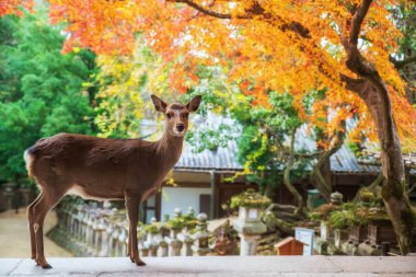 Sonbahar akçaağaç yaprağı renginde Kasuga Taisha Tapınağı 'nda geyik, Nara, Japonya. Aralık 'ta zirvede geyik görmek için Kansai' yi gezmek için ünlü bir tatil beldesi..
