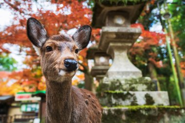 Japonya, Nara 'daki Kasuga Taisha Tapınağı' nda renkli sonbahar akçaağaç yapraklarıyla yakın plan geyiği. Aralık 'ın en yüksek mevsiminde geyik görmek için Kansai' de turne yapılan ünlü bir tatil beldesi..