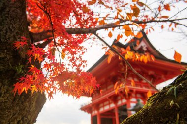 Kiyomizudera Tapınağı 'nın sonbaharda gün batımında Japonya, Kyoto' da ağaçtan düşen kırmızı akçaağaç yaprağı. Renkli yeşilliklerle öne çıkan canlı pagoda manzaranın güzelliğini arttırıyor..