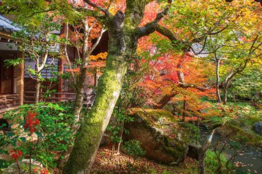 Eikan-do Zenrinji Tapınağı balkonunun yanındaki güzel sonbahar bahçesi ve gölet Aralık ayında, Kyoto, Japonya. Kansai 'yi sonbahar sezonunda turist gezisi için ünlü bir tatil beldesi..