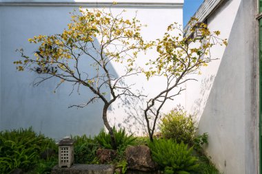 Baharda Japon bahçesinde, açık gölgeli beyaz duvarlı bitki ve fener dekoru.