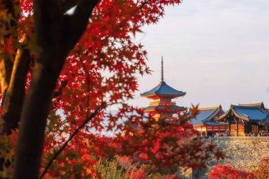 Japonya 'nın Kyoto şehrinde günbatımında kırmızı akçaağaç yapraklı Kiyomizu-dera tapınağı. Tapınak ışıltısı, kırmızı ve turuncu pagoda rengarenk yaprak güzelliğiyle göze çarpıyor..