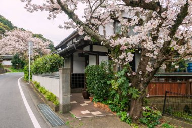 Yokuş yukarı Karatsu, Saga, Japonya 'daki Japon mahallesinde kiraz ağacı filizleri..