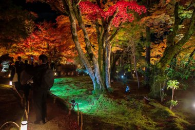 Akçaağaç yaprağı tüneli boyunca ilerleyen turistler sonbahar gecesi aydınlatması, Hogonin tapınağı bahçesi, Arashiyama, Kyoto, Japonya. Sonbaharda Kansai 'yi gezmek için turistik bir yer..