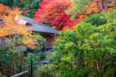 Nisonin Tapınağı, Arashiyama, Kyoto, Japonya 'dan Coloful sonbahar yapraklı sonbahar bahçesi. Sonbahar mevsiminde Kansai 'nin turist gezisi için ünlü bir tatil yeri..