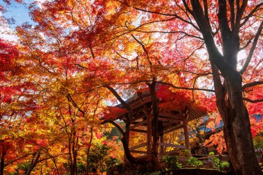 Sonbaharda güneş ışığına karşı renkli akçaağaç yaprağıyla Jojakkoji çan kulesi tapınağı, Arashiyama, Kyoto, Japonya. Kyoto 'nun batı eteklerinde sonbahar mevsiminde ünlü seyahat merkezleri.