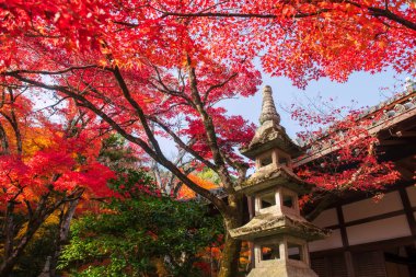 Japonya, Arashiyama, Kyoto 'daki Jojakkoji Tapınağı' nda renkli sonbahar yaprağından taş fener. Sonbaharda Kyoto 'nun batısındaki ünlü seyahat merkezi..