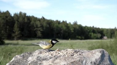 Bird hovers, waiting its turn, while another takes a big chunk of food and flies off with it.