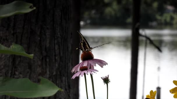 Huge Swallowtail Butterfly Drinking Nectar Purple Cone Flower Lake Flying — Vídeos de Stock