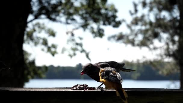 Ptaki Walczą Galaretkę Winogronową Nad Jeziorem — Wideo stockowe