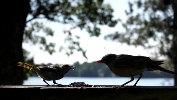 Two Birds Rise Flapping Biting Each Other Food Lake — 图库视频影像