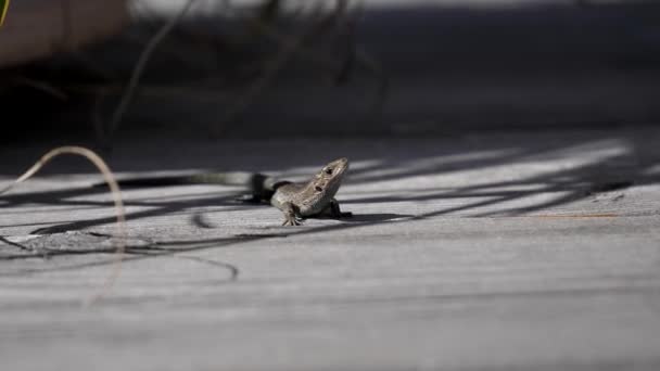 Small Little Lizard Scuttles Deck Goes Hides — Stock Video