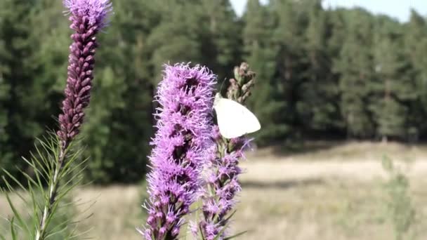 Delicate Butterfly Probes Flowers Some Nectar — Stok Video