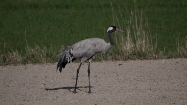 Eurasian Crane Hunts Pecks Farm Field Food Windy Day — Vídeos de Stock