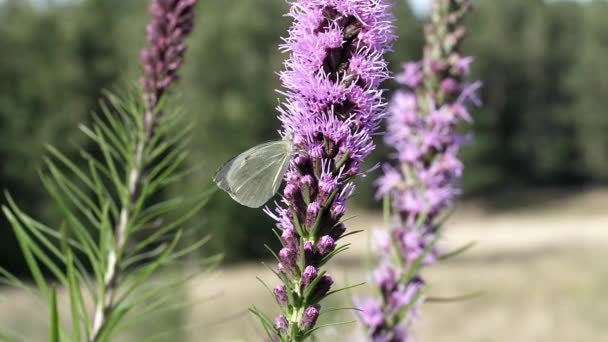 Πεταλούδα Και Μέλισσα Ανταγωνίζονται Για Ίδιο Λουλούδι — Αρχείο Βίντεο