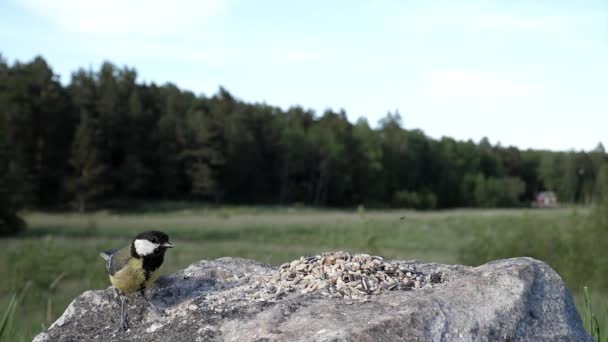 Pássaros Encontram Enquanto Obtêm Comida Uma Rocha Uma Fazenda — Vídeo de Stock