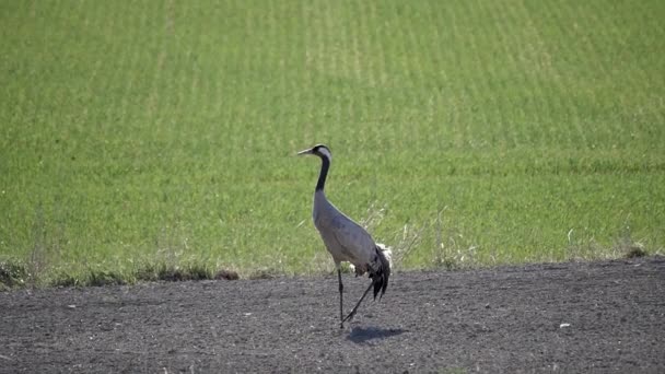 Common Crane Steps Slowly Backwards Farm Field Summer — Video
