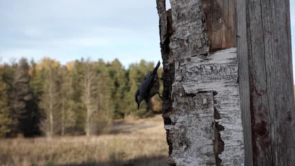 Eurasiático Nuthatch Terras Para Recolher Grandes Pedaços Comida Buraco Árvore — Vídeo de Stock