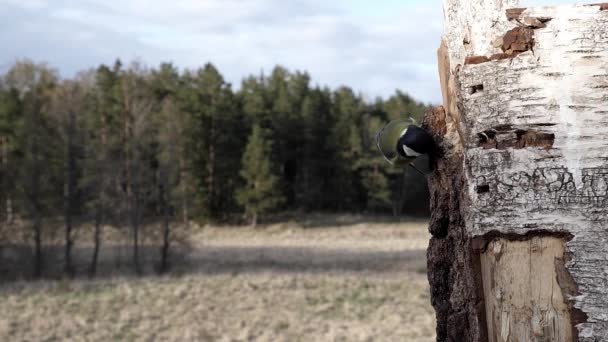 Tiny Bird Grasps Tree Order Get Food Hole — Vídeo de stock