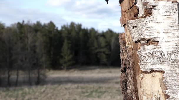 Small Songbird Flutters Grab Some Food Tree Hole — Vídeo de stock