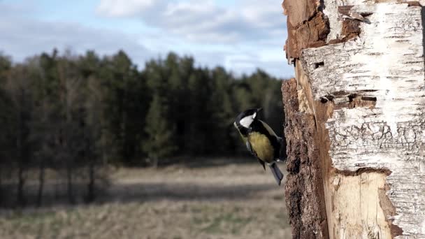 Фінкі Пісня Птах Відкидає Насіння Йому Подобається — стокове відео