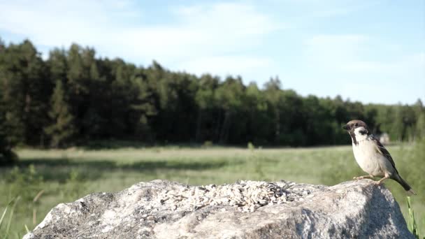 牧草地の近くの岩の上に雀が出没し 別の時計 — ストック動画